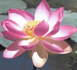 Lotus flower - Caring Retreat Nov 29 - Dec 1 2019