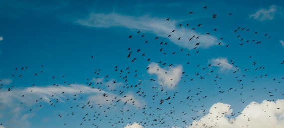 Kennis van Vrijheid - Leg met open en eerlijk zelfonderzoek de basis voor innerlijke vrijheid - bij Nyingma Centrum Nederland