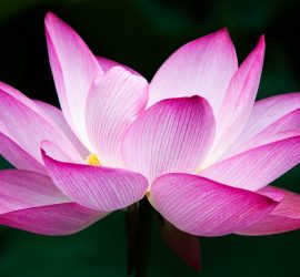 Pad van Schoonheid - de kwaliteit van schoonheid wijst de weg naar wijsheid - Nyingma Centrum Nederland