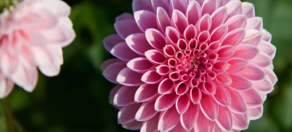 Intensieve cursus voor gevorderden