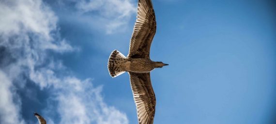 Webinar Retreat based on the wisdom of Tarthang Tulku's books Knowledge of Freedom and Joy of Being - a co-production of Nyingma Institute Berkeley and Nyingma Centrum Nederland
