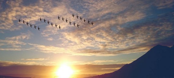 Webinar Retreat based on the wisdom of Tarthang Tulku's books Knowledge of Freedom and Joy of Being - a co-production of Nyingma Institute Berkeley and Nyingma Centrum Nederland