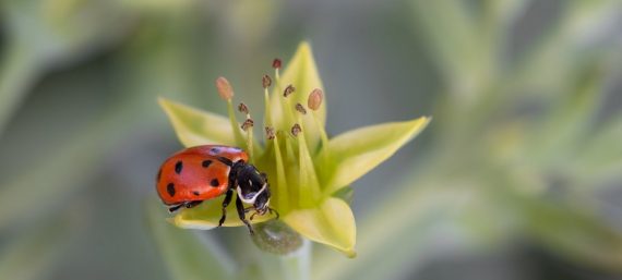 Natuurlijke schoonheid beleven
